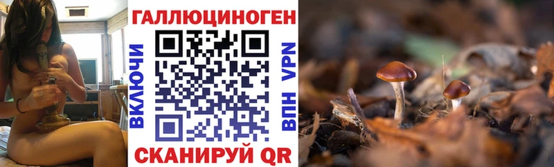 купить наркоту  Менделеевск  Псилоцибиновые грибы мицелий 
